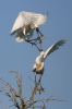 Kolpík bílý (Platalea leucorodia)