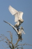 Kolpík bílý (Platalea leucorodia)