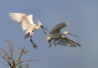 Kolpík bílý (Platalea leucorodia)