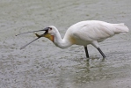 Kolpík bílý (Platalea leucorodia)