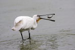 Kolpík bílý (Platalea leucorodia)