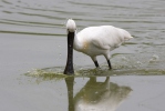 Kolpík bílý (Platalea leucorodia)