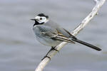 Konipas bílý (Motacilla alba)