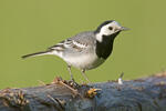 Konipas bílý (Motacilla alba)