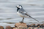 Konipas bílý (Motacilla alba)