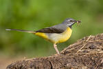 Konipas horský (Motacilla cinerea)