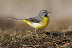 Konipas horský (Motacilla cinerea)