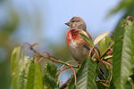 Konopka obecná (Carduelis cannabina)