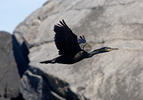 Kormorán chocholatý (Phalacrocorax aristotelis)