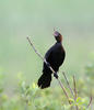 Kormorán malý (Phalacrocorax pygmaeus)