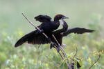 Kormorán malý (Phalacrocorax pygmaeus)