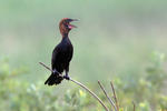 Kormorán malý (Phalacrocorax pygmaeus)