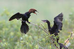 Kormorán malý (Phalacrocorax pygmaeus)