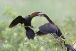 Kormorán malý (Phalacrocorax pygmaeus)