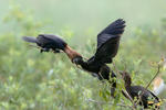 Kormorán malý (Phalacrocorax pygmaeus)