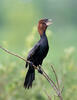 Kormorán malý (Phalacrocorax pygmaeus)