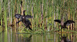 Kormorán malý (Phalacrocorax pygmaeus)