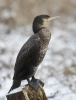 Kormorán velký (Phalacrocorax carbo)