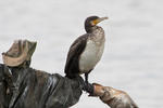 Kormorán velký (Phalacrocorax carbo)