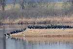 Kormorán velký (Phalacrocorax carbo)