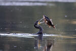 Kormorán velký (Phalacrocorax carbo)