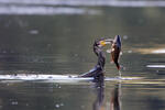 Kormorán velký (Phalacrocorax carbo)