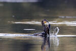 Kormorán velký (Phalacrocorax carbo)