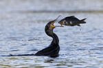 Kormorán velký (Phalacrocorax carbo)