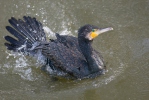 Kormorán velký (Phalacrocorax carbo)