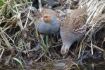 Koroptev polní (Perdix perdix)