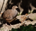 Koroptev polní (Perdix perdix)