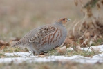 Koroptev polní (Perdix perdix)