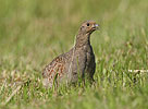 Koroptev polní (Perdix perdix)