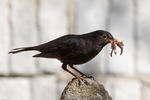 Kos černý (Turdus merula)