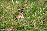 Křepelka polní (Coturnix coturnix)