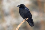 Krkavec velký (Corvus corax)