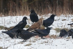 Krkavec velký (Corvus corax)