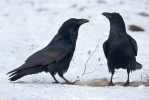 Krkavec velký (Corvus corax)