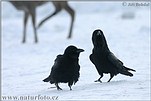 Krkavec velký (Corvus corax)