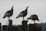 Krocan domácí (Meleagris gallopavo f. domestica)