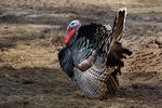 Krocan domácí (Meleagris gallopavo f. domestica)