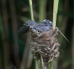 Kukačka obecná (Cuculus canorus)