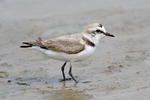 Kulík mořský (Charadrius alexandrinus)