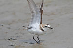 Kulík mořský (Charadrius alexandrinus)