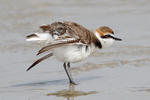 Kulík mořský (Charadrius alexandrinus)