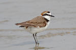 Kulík morský (Charadrius alexandrinus)