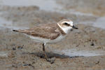 Kulík mořský (Charadrius alexandrinus)