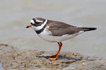 Kulík písečný (Charadrius hiaticula)