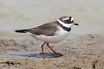 Kulík písečný (Charadrius hiaticula)