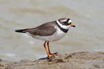 Kulík písečný (Charadrius hiaticula)